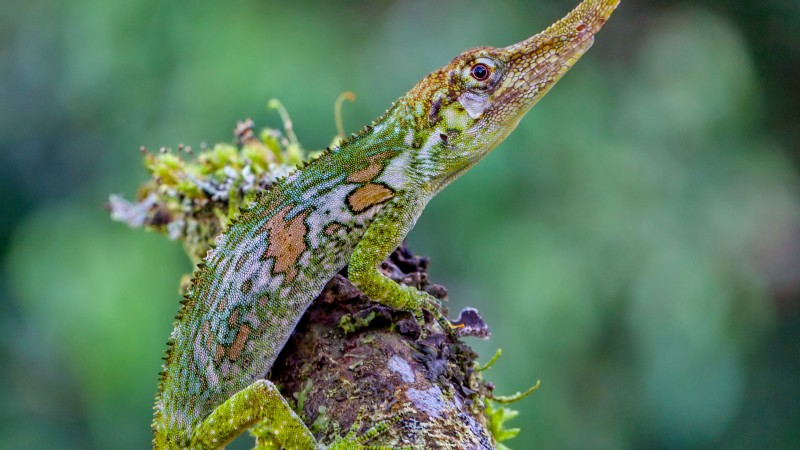 ящерица, эквадор, зеленая, природа, животное. рептилия, туризм (horizontal)