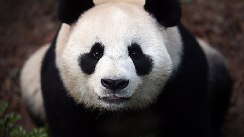 китайская панда, китай, животное, зоопарк, черная, белая, глаза, природа (horizontal)