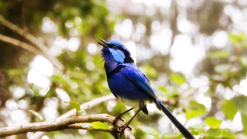 австралия, птица, птичка, голубая, синяя, природа, животное, зеленый, глаза, ветка (horizontal)