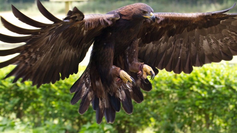 орел, мексика, туризм, птица, животное, природа, крылья, коричневый, зеленая трава (horizontal)