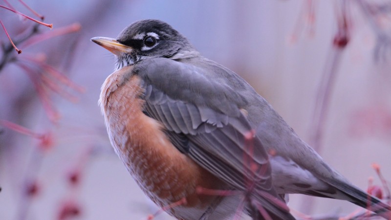 птица, животное, природа, фиолетовый, крылья, зима (horizontal)