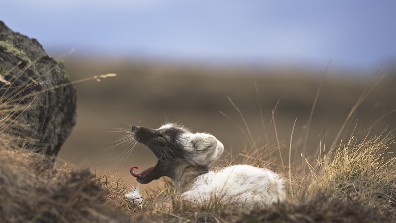 лиса, отдыхает, Гренландия, животное, природа, серая, коричневый. белая (horizontal)