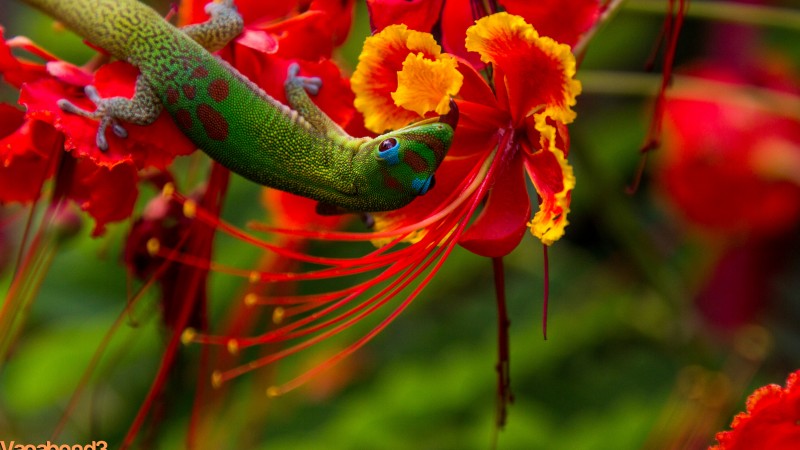 ящерица, зеленая, цветы, красные, природа, рептилия (horizontal)