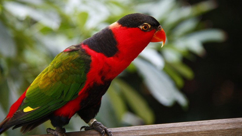 попгуай, туризм, птица, животное, природа, красная, зеленая (horizontal)