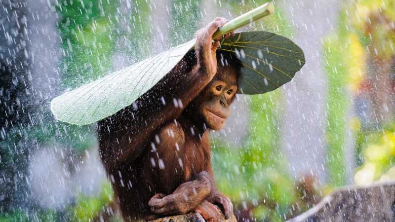 шмпанзе, конго, река, туризм, банановый лист, дождь, обезьяна, природа, животное, зеленые (horizontal)