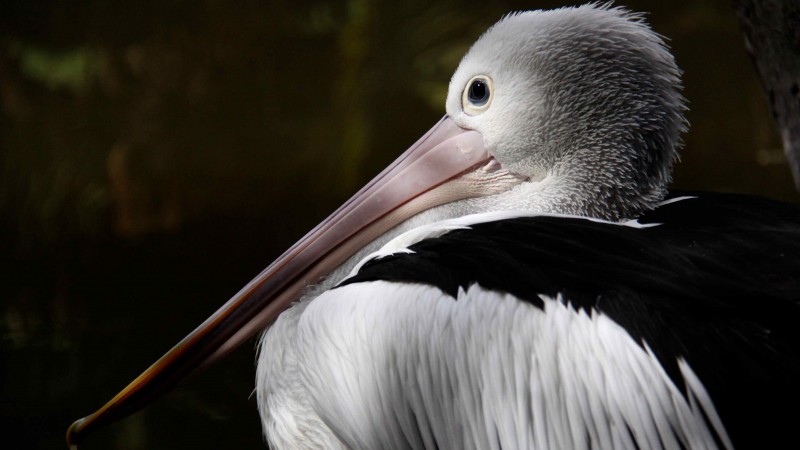 австралийский пеликан, новая гвинея, белый, серый, птица, животное, туризм, природа (horizontal)