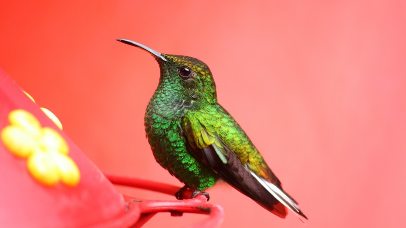 птица, 5k, 4k, зеленая, розовый, экзотическая, тропическая, природа (horizontal)