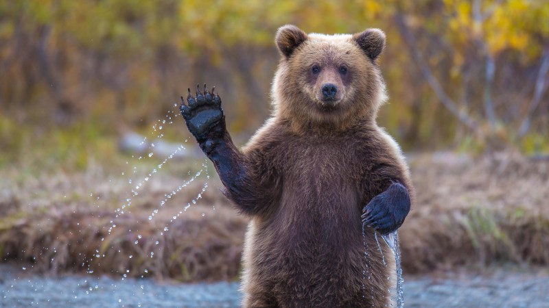 медведь, 4k, HD, привет, смешные, National Geographic, река (horizontal)