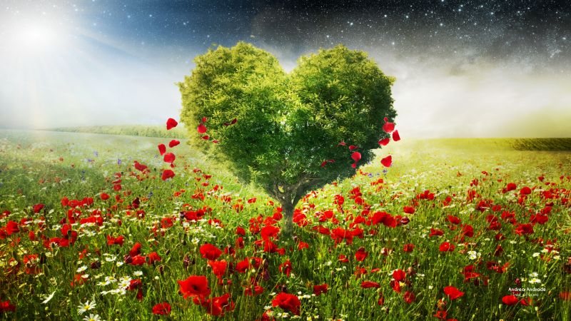 фото любовь, дерево, сердце (horizontal)