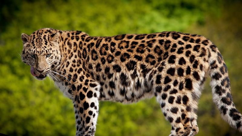 леопард (horizontal)