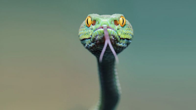змея (horizontal)