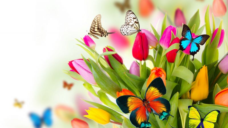 бабочка, цветы, тюльпаны (horizontal)