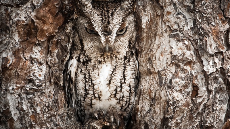 National Geographic, 4k, HD wallpaper, сова, камуфляж, дерево, маскировка, лучшие фото (horizontal)