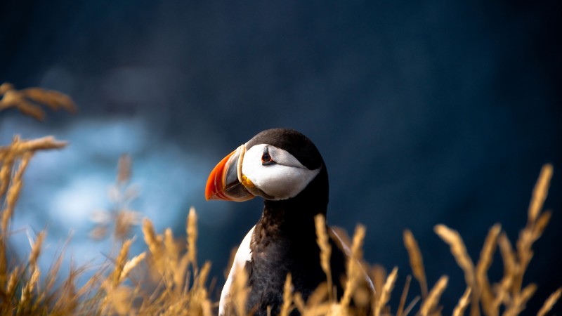 Атлантический тупик, 5k, 4k, Атлантический океан, Британские острова, птица, красочные, природа, животные (horizontal)
