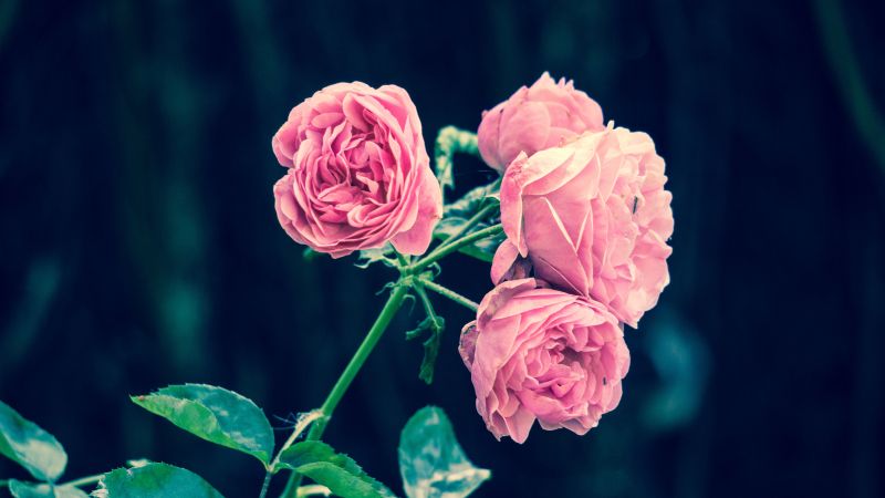 роза, цветы (horizontal)