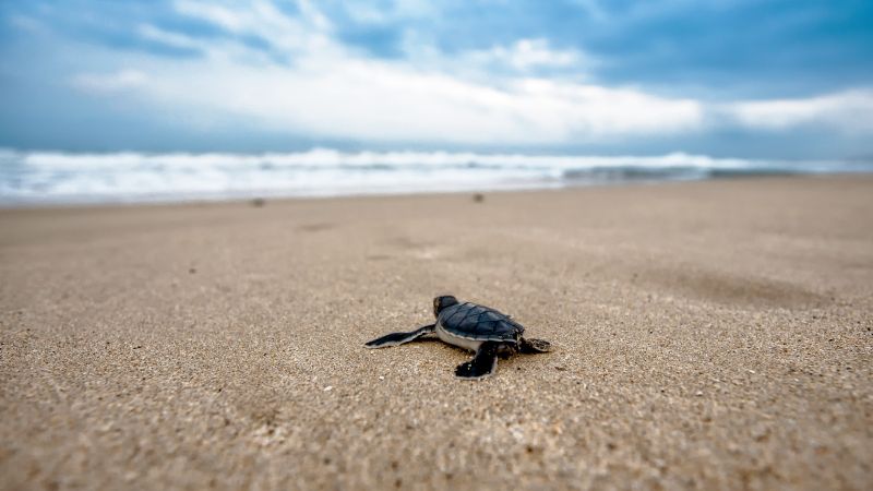 черепаха, пляж (horizontal)
