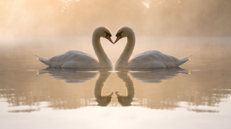 фото любовь, лебеди (horizontal)