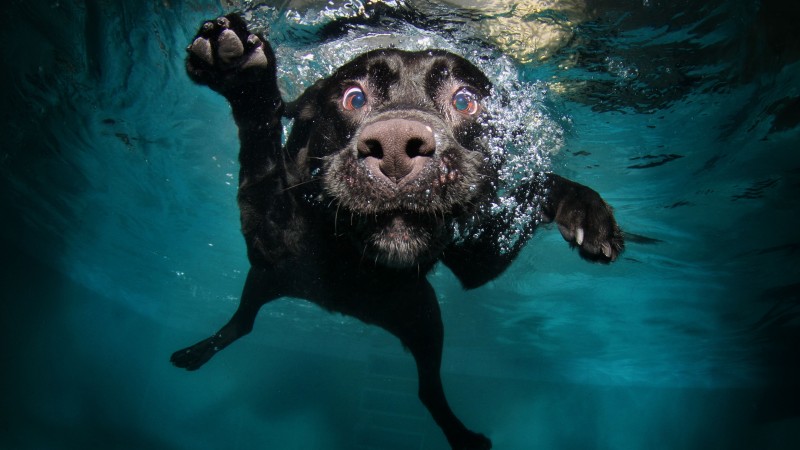 Собака, 5k, 4k, щенок, черный, подводный, забавный, животные, питомец, водные пузыри (horizontal)