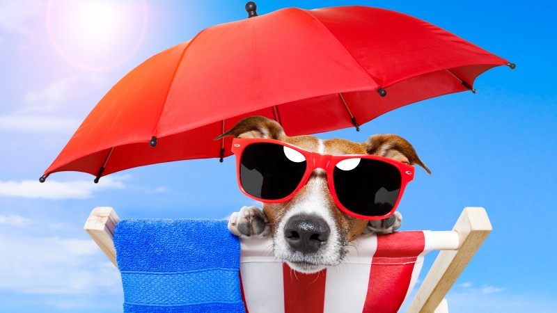 собака, щенок, солнце, лето, пляж, очки, зонтик, отдых, животное, питомец, небо (horizontal)