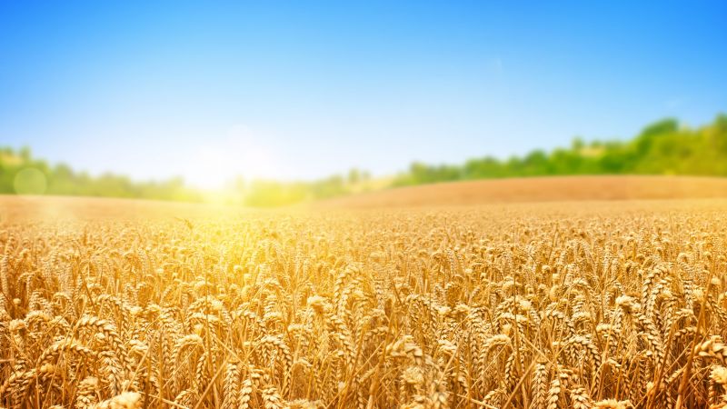 пшеница, поле, природа, небо (horizontal)