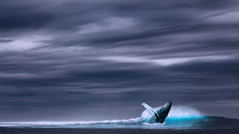 кит, океан, небо (horizontal)