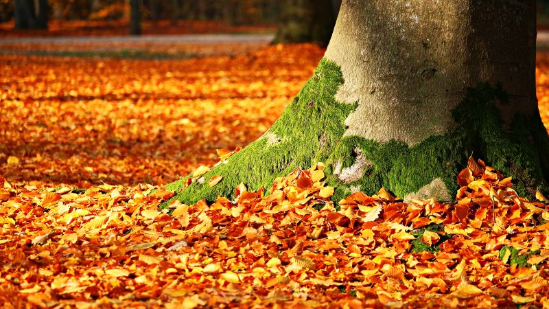 листья, дерево, осень (horizontal)