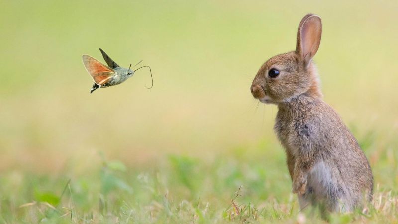 кролик, бабочка (horizontal)
