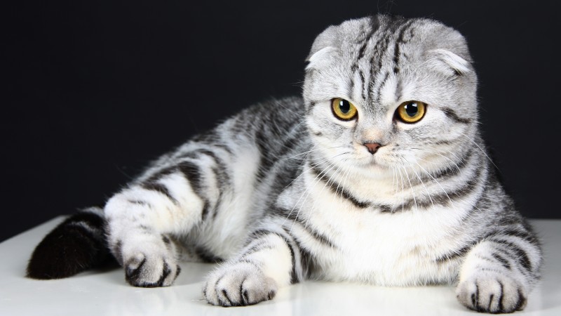шотландская вислоухая, кошка, котенок, серый, шерсть, милый, животное, питомец (horizontal)