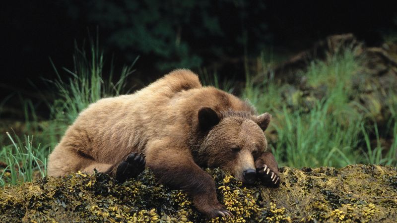 медведи (horizontal)