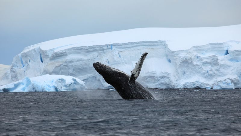 Антарктида, океан, кит (horizontal)