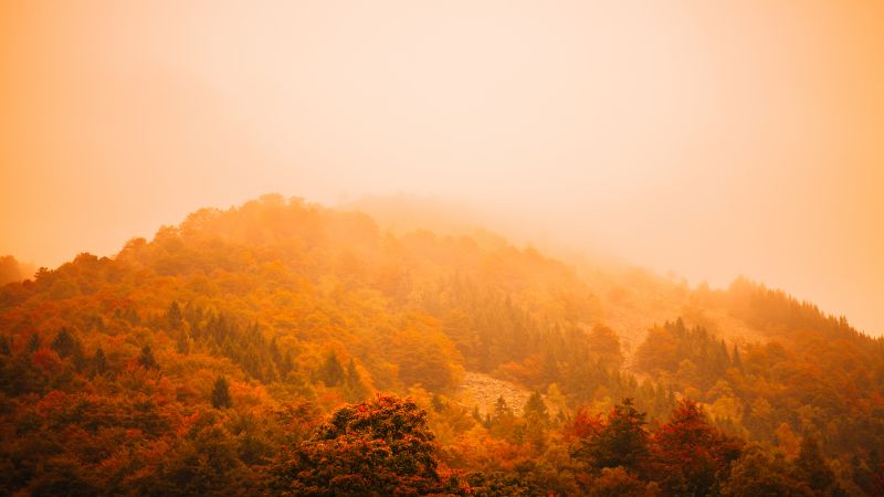 туман, осень, лес, деревья, горы (horizontal)