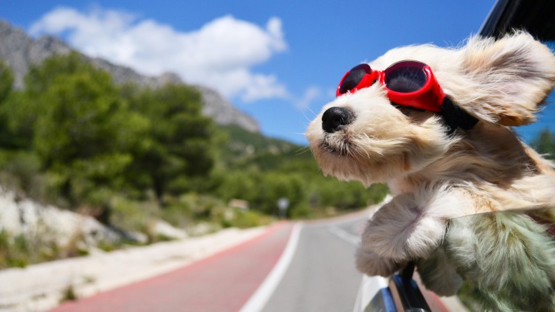 Собака, щенок, дорога, забавный, очки, шерсть, небо, природа (horizontal)