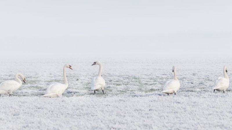 лебеди, зима (horizontal)
