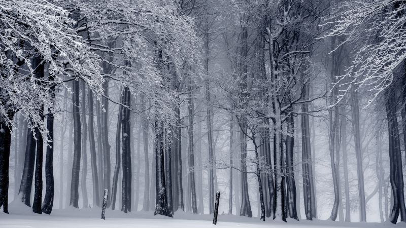 деревья, снег, зима (horizontal)