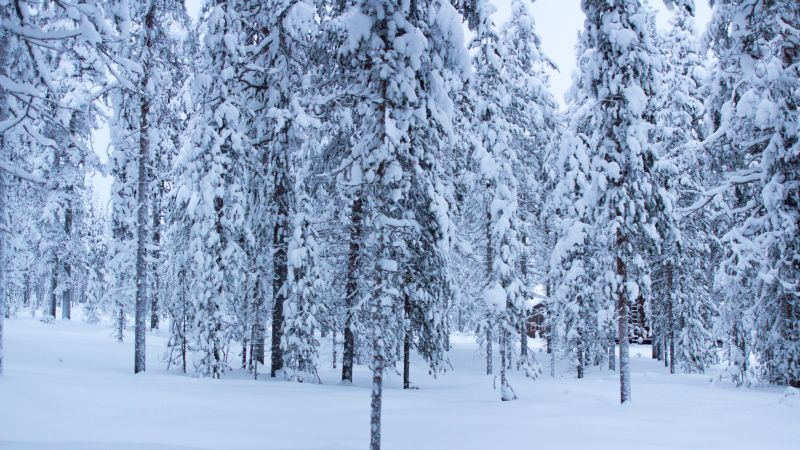 деревья, снег (horizontal)