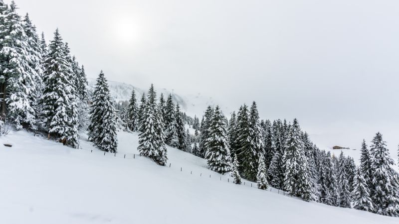 лес, снег, зима (horizontal)