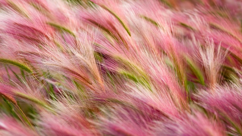трава, 5k, 4k, 8k, поле, ветер, розовый (horizontal)