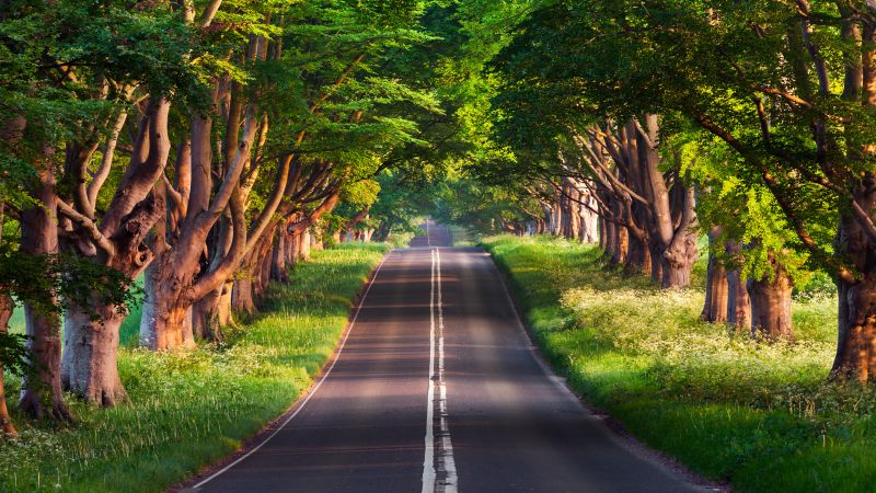 дорога, деревья (horizontal)
