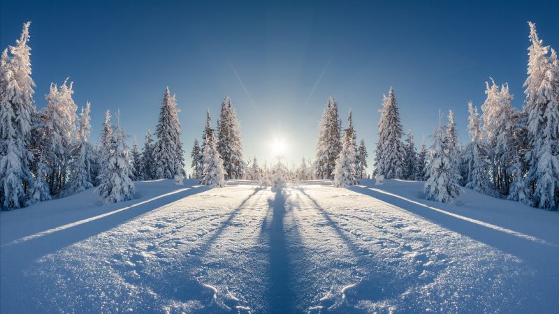 лес, снег, зима (horizontal)