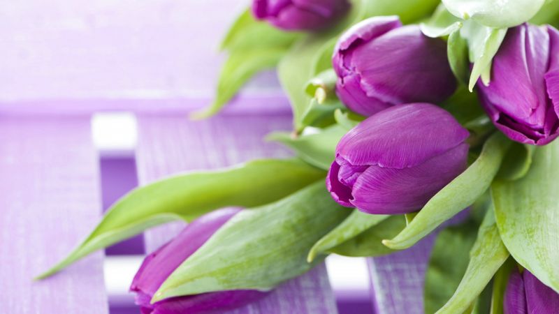 цветы, тюльпаны (horizontal)