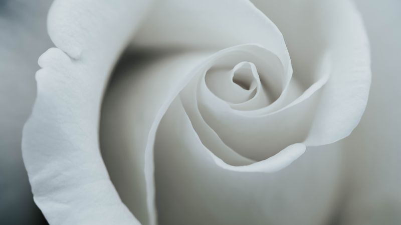 роза (horizontal)