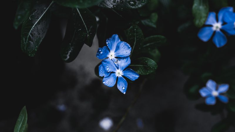 цветы, голубой цветок (horizontal)