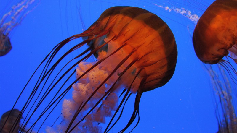 медуза, 4k, 5k, атланта, джорджия, аквариум, вода, синяя, голубая, оранжевая (horizontal)