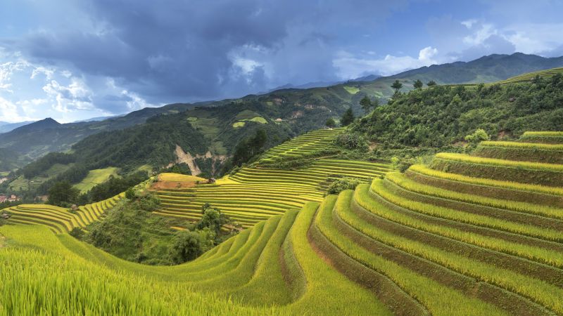 Рисовые террасы, Китай (horizontal)