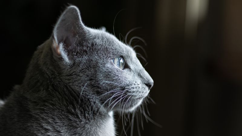 кот, серый (horizontal)
