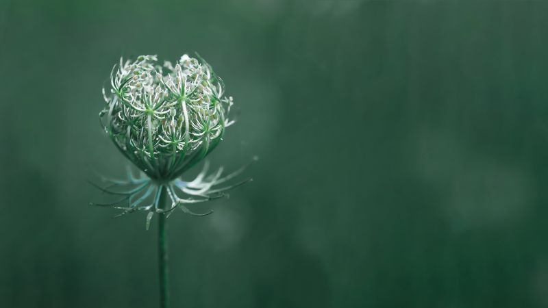 цветок, зеленый, макро (horizontal)