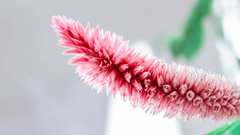 цветок, розовый (horizontal)