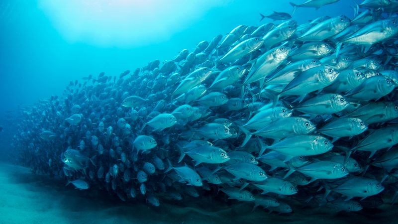 рыбы, океан (horizontal)