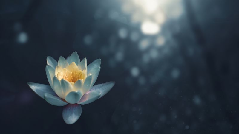 лилия, белый, цветок (horizontal)