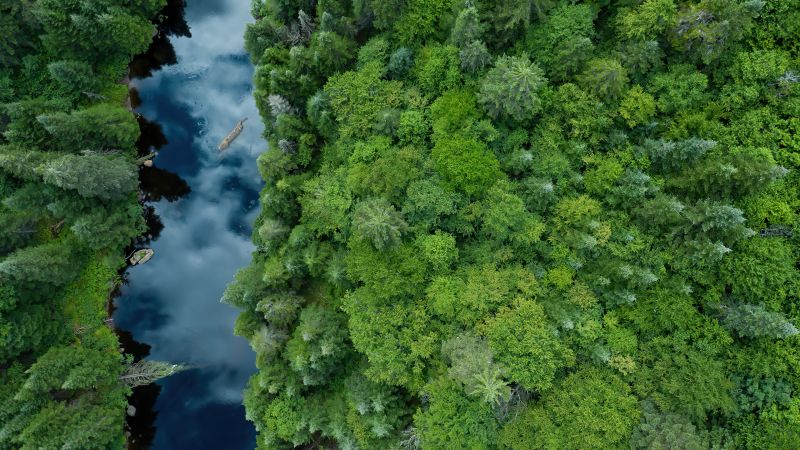 река, лес, деревья, зеленый, Канада (horizontal)